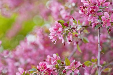  Pembe çiçek açan elma ağacı