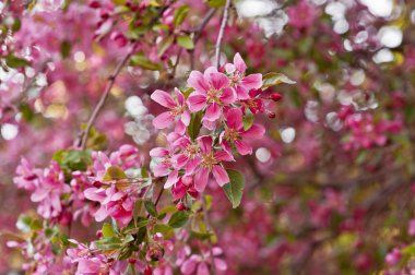  Pembe çiçek açan elma ağacı