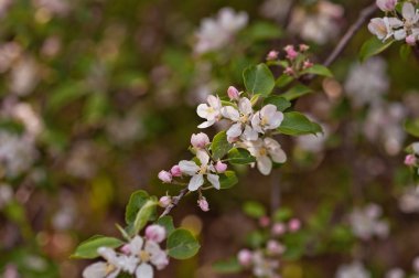Beyaz çiçek açan elma ağacı