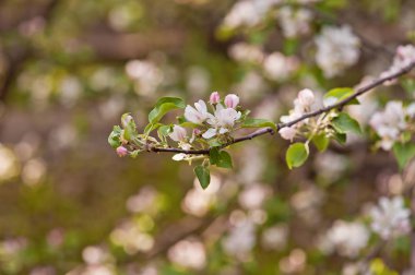 Beyaz çiçek açan elma ağacı