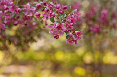  Pembe çiçek açan elma ağacı