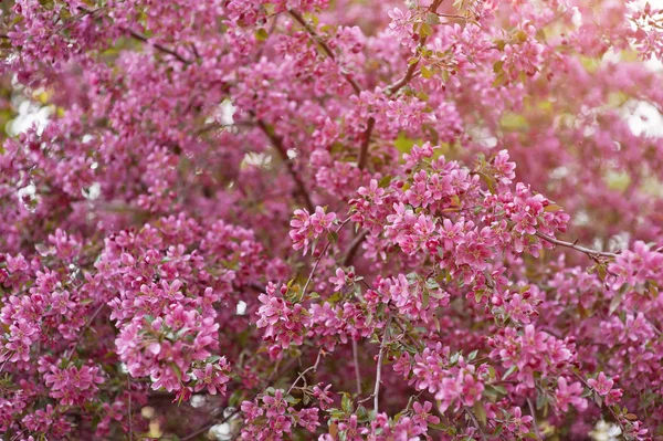 Pink blooming apple tree — Stock Photo, Image