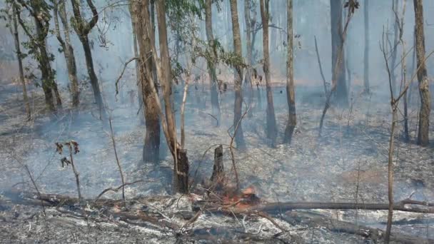 Crisi Climatica Fiamma Fumo Nel Parco Nazionale Distruzione Della Foresta — Video Stock