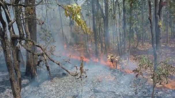 Kryzys Klimatu Płomień Dym Parku Narodowym Zniszczenie Lasów Deszczowych Przez — Wideo stockowe