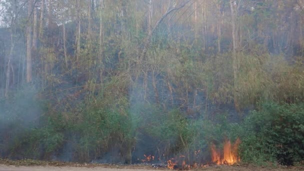 国立公園内の道路付近のブッシュファイア 気候変動危機 乾季に乾燥した植生火災 写真4K — ストック動画