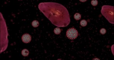 Yüksek konsantrasyon Coronavirus hastalığı Covid-19. Virüs ve kırmızı kan hücrelerinin oluşturduğu animasyon grubu yaklaşıyor. 3B görüntüleme 4k