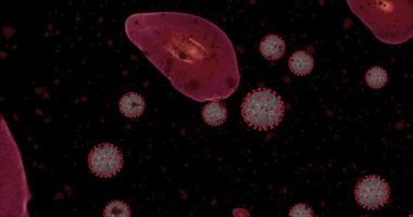 Yüksek konsantrasyon Coronavirus hastalığı Covid-19. Virüs ve kırmızı kan hücrelerinin oluşturduğu animasyon grubu yaklaşıyor. 3B görüntüleme 4k