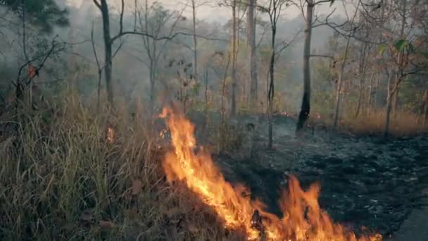 A crise climática. Big Flame no parque nacional. Destruição de raiforest por incêndios florestais. Filmagem 4k — Vídeo de Stock