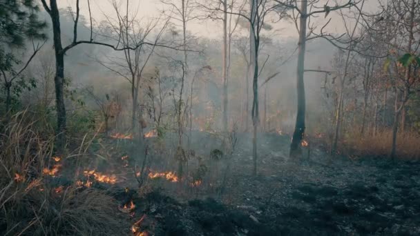 Crisis del calentamiento global. Fuego en la selva tropical. Quemadura controlada utilizada en la agricultura. Filmación 4k — Vídeos de Stock