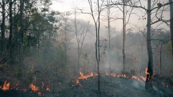 Климатический кризис. Пламя и дым в национальном парке. Уничтожение тропических лесов лесными пожарами. Видеозапись 4k — стоковое видео