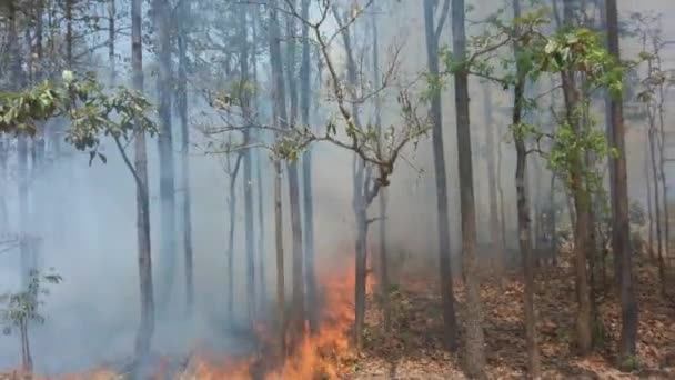 Crisis climática. Llama y humo en el parque nacional. Destrucción de la selva tropical por fuego superficial. Filmación 4k — Vídeos de Stock