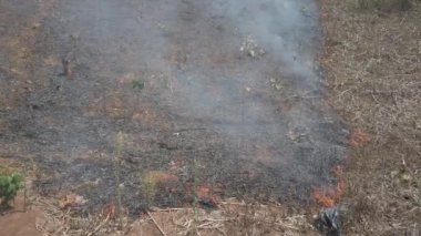 Küresel ısınma krizi. Tarımı kes ve yak. İklim değişikliği, ormanların tahrip edilmesi. Çekim 4k