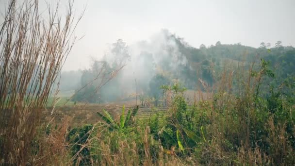 Brennende Felder auf dem Land. Krise der Landwirtschaft und der Ökosysteme. Giftiger Dunst von trockenem Graslandfeuer. Luftbild 4k. — Stockvideo