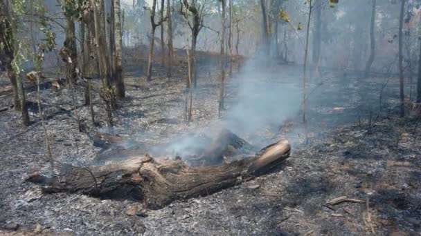 Crise climatique. Flamme et fumée dans le parc national. Destruction de la forêt tropicale par le feu de surface. Images 4k — Video