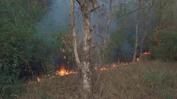 Crisis climática. Llama y humo en el parque nacional. Destrucción de la selva tropical por fuego superficial. Filmación 4k — Vídeo de stock