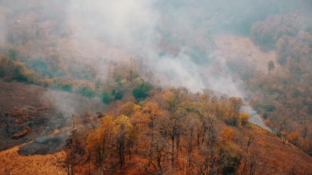 Le smog des feux de forêt. Déforestation et crise climatique. Brume toxique provenant des feux de forêt tropicale. Vidéo aérienne 4k. — Video