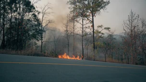 A queimar colheitas no campo. Crise de fazendas e ecossistemas. Névoa tóxica do fogo de prados secos. Vídeo aéreo 4k . — Vídeo de Stock