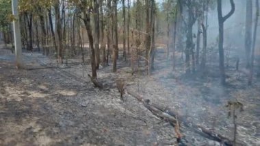 İklim krizi. Ulusal parkta yangın ve duman. Yüzey Yangınıyla Yağmur Ormanları 'nın Yok Edilmesi. Çekim 4k