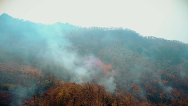 Смог лісових пожеж. Знищення лісів та кліматична криза. Токсичний туман від пожеж з тропічних лісів. Повітряне відео 4k . — стокове відео