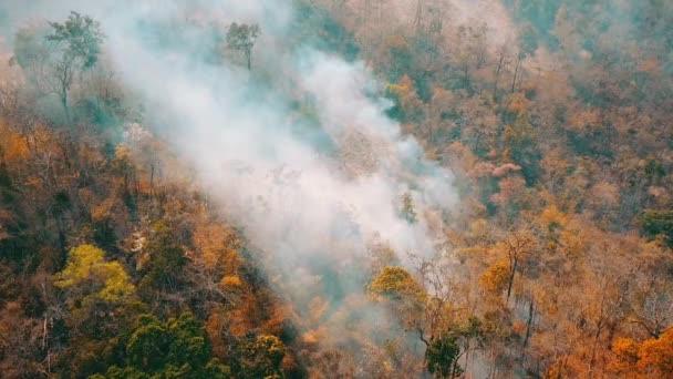 Дым лесных пожаров. Вырубка лесов и климатический кризис. Ядовитый туман от пожаров в тропических лесах. Аэровидео 4k. — стоковое видео