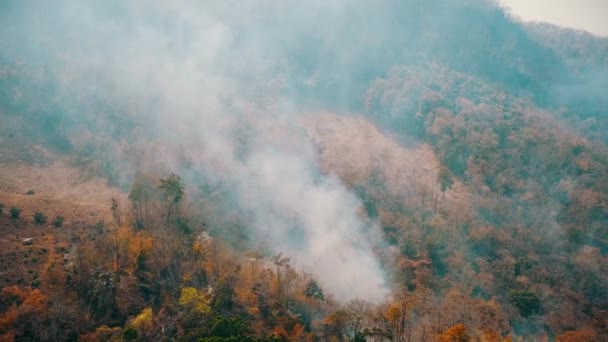 Φωτιά από φωτιά σε θάμνο. Η αποψίλωση και η κλιματική κρίση. Τοξική ομίχλη από πυρκαγιές τροπικών δασών. Εναέρια βίντεο 4k. — Αρχείο Βίντεο