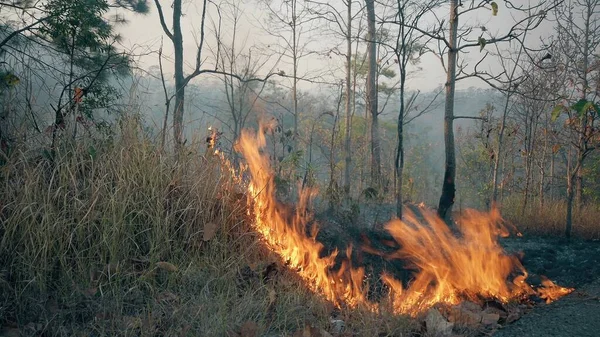 Klimakrisen Stor Flamme Nationalparken Tørkeperioden Skovbrandes Ødelæggelse Raiforest - Stock-foto