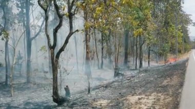İklim krizi. Ulusal parkta yangın ve duman. Yüzey Yangınıyla Yağmur Ormanları 'nın Yok Edilmesi. Çekim 4k