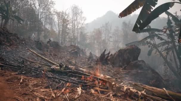 全球变暖危机 切割和焚烧农业 气候变化 森林砍伐 图象4K — 图库视频影像