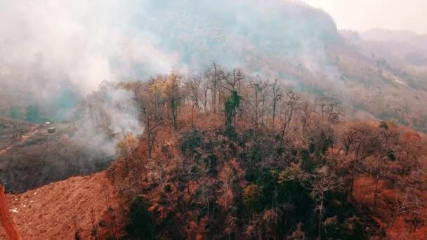 Smog Von Waldbränden Entwaldung Und Klimakrise Giftiger Dunst Von Regenwaldbränden — Stockvideo