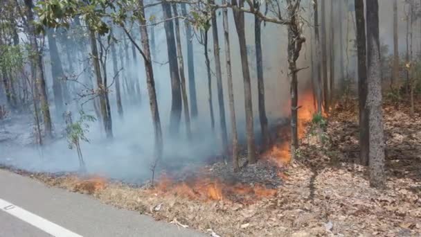 Crisi Climatica Fiamma Fumo Nel Parco Nazionale Distruzione Della Foresta — Video Stock