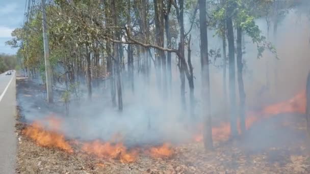 Kryzys Klimatu Płomień Dym Parku Narodowym Zniszczenie Lasów Deszczowych Przez — Wideo stockowe