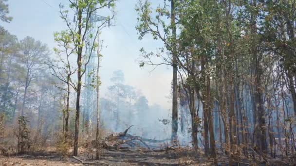 Climate Crisis Flame Smoke National Park Destruction Rainforest Surface Fire — Stock Video