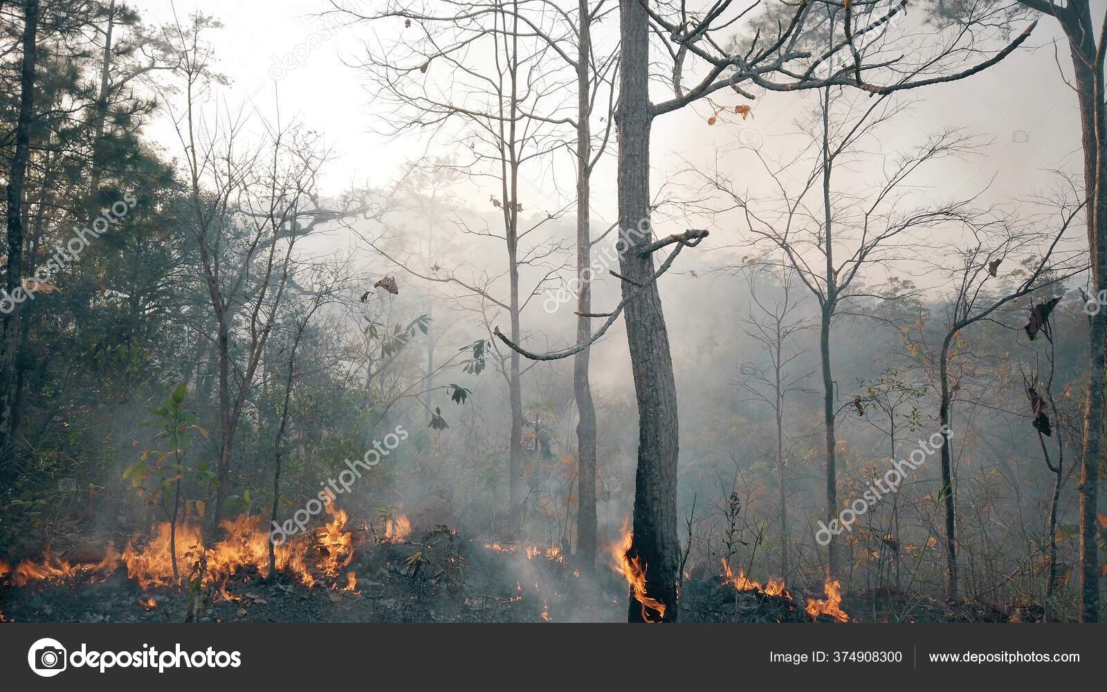 气候危机大火在国家公园的旱季森林被森林大火摧毁——图库图片© Flyingcreature #374908300, image size:1600x1000