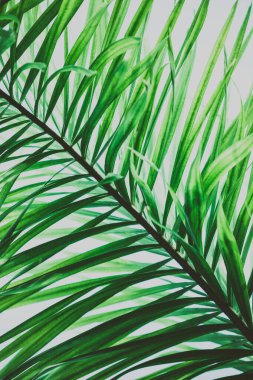 Palmiye ağacı yeşili yapraklar. Klasik tropikal arka plan. Retro tonlu. Makro fotoğrafçılık