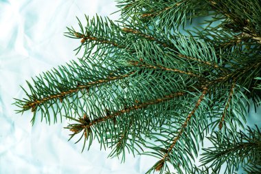 Beyaz arka planda Noel ağacı arkaplanı. Firavun ağacı dalların dokusuna sahiptir. Yeni Yıl Arkaplanı.
