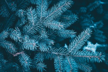 Karla kaplı köknar ağacının dalları. Noel, yeni yıl geçmişi. Yeni Yıl Arkaplanı.