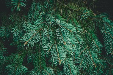 Noel ağacı arka planında fotokopi alanı var. Firavun ağacı dalların dokusuna sahiptir. Yeni Yıl Arkaplanı.