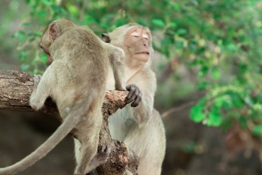 İki vahşi yengeç yiyen makak ulusal parktaki bir ağaçta oynuyorlar.
