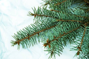 Beyaz arka planda Noel ağacı arkaplanı. Firavun ağacı dalların dokusuna sahiptir. Yeni Yıl Arkaplanı.