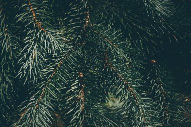 Köknar veya çam ağacının yeşil dalları. Noel arkaplanı. Arkaplan.