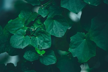 Yaz yeşili tropikal arka plan. Evin bahçesinde güzel bitkiler