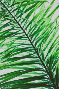 Palmiye ağacı yeşili yapraklar. Klasik tropikal arka plan. Retro tonlu. Makro fotoğrafçılık