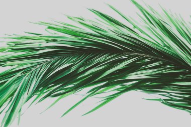 Palmiye ağacı yeşili yapraklar. Klasik tropikal arka plan. Retro tonlu. Makro fotoğrafçılık