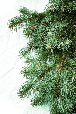 Beyaz arka planda Noel ağacı arkaplanı. Firavun ağacı dalların dokusuna sahiptir. Yeni Yıl Arkaplanı.