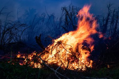 Orman yangını çalılar yanıyor, hava dumanla kirlenmiş. Ateş, yakın plan. Ormanların yok edilmesi çevre ormanı. Çiftçiler yağmur ormanlarını yakar ve ekinlerini genişletmek için yok ederler..