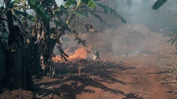 Climate crisis. Big Flame in national park while dry season. Destruction of raiforest by bushfires.