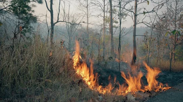 The climate crisis. Big Flame in national park while dry season. Destruction of raiforest by bushfires.