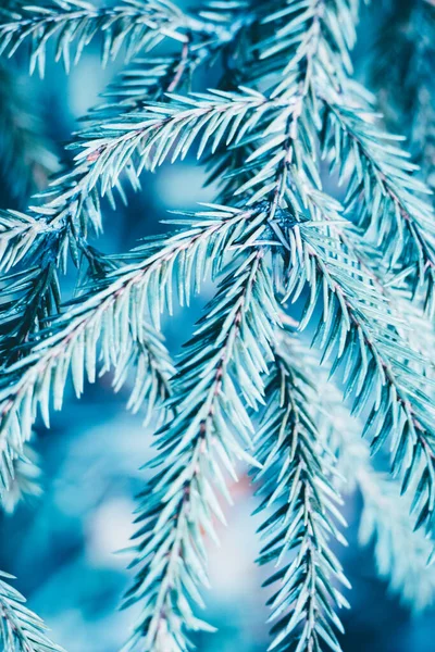 Christmas fir tree blue background with copy space. Fir tree branches texture. New year Background.