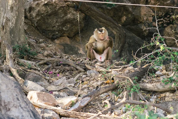 Wilde Gibbons Einer Kette Stellen Einen Verstoß Gegen Die Tierrechte — Stockfoto