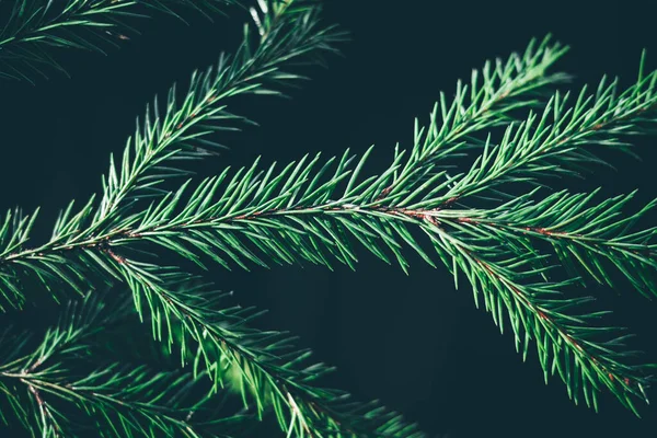 Kerstboom Achtergrond Met Kopieerruimte Fir Boom Takken Textuur Nieuw Jaar — Stockfoto